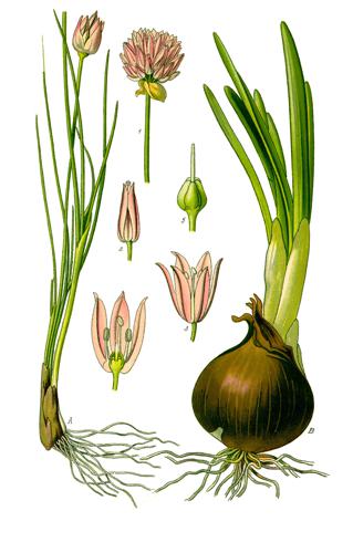 Illustration Allium schoenoprasum and Allium cepa0 clean.jpg © Prof. Dr. Otto Wilhelm Thomé