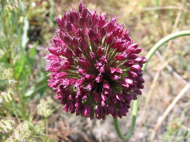 Allium sphaerocephalon.jpg © Commons
