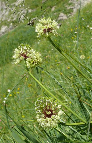 Allium victorialis 240708.jpg © Bernd Haynold