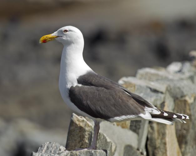 Great Black-backed Gull Larus marinus.jpg © Andreas Trepte