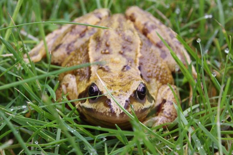 Common frog rana temporaria.jpg © Charlesjsharp