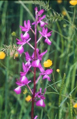 Orchis laxiflora2.jpg © Commons