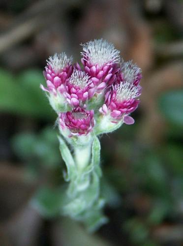 Antennaria dioica.jpg © Commons