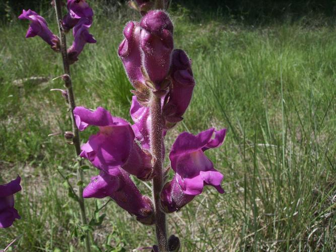 Antirrhinum majusMaig i juny 2007 017.JPG © Victor M. Vicente Selvas