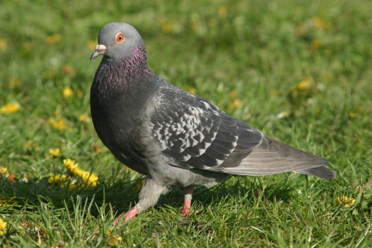 Strutting pigeon.gk.jpg © Grendelkhan