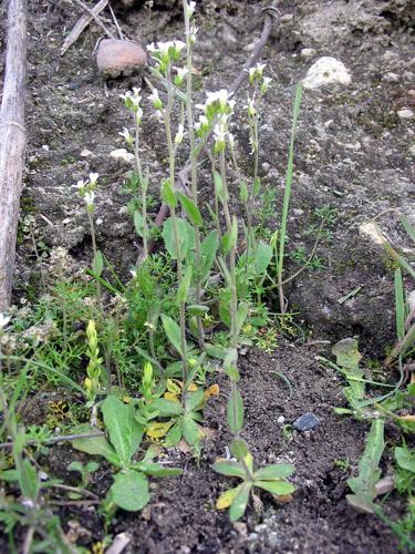 Arabidopsis thaliana habito.jpg © Commons