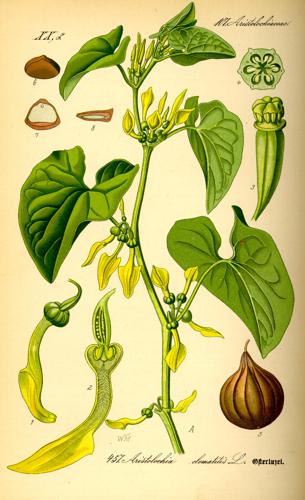 Illustration Aristolochia clematitis0.jpg © Commons