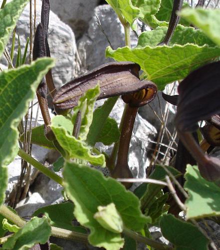 Aristolochia pistolochia2.jpg © Commons