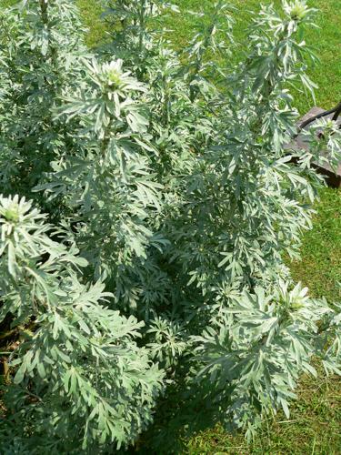 Artemisia absinthium P1210748.jpg © David Monniaux