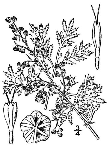 Artemisia annua(01).jpg © Commons