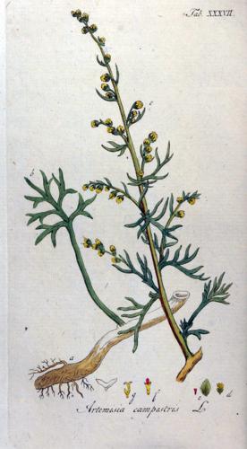 Artemisia campestris Ypey37.jpg © Commons