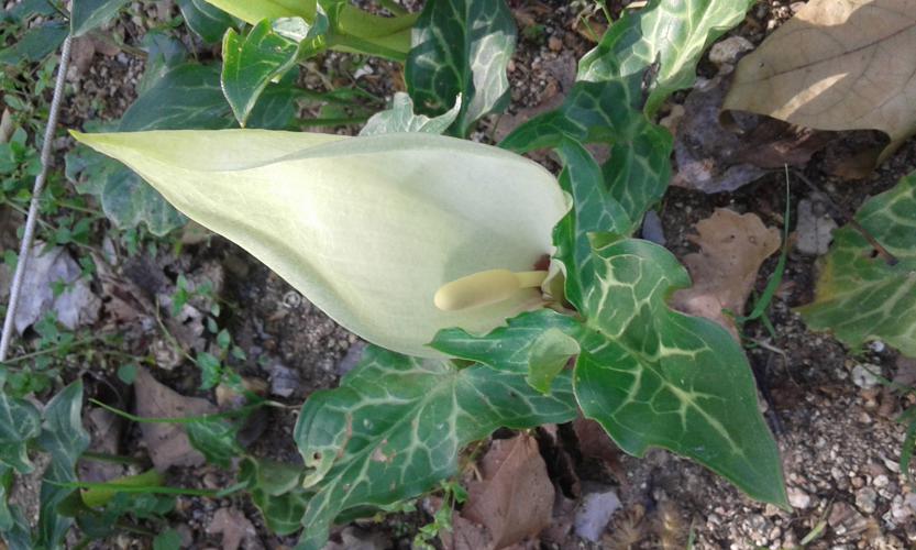 Flor de Arum italicum.jpg © Consultaplantas