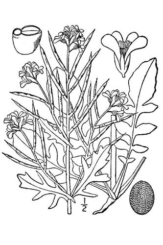 Barbarea verna BB-1913.jpg © Britton, N.L., and A. Brown.