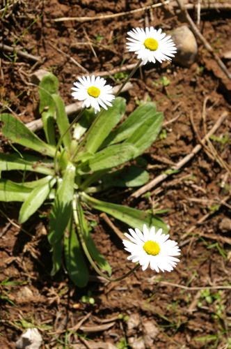 Bellis sylvestris (Southern Daisy).JPG © Eitan f