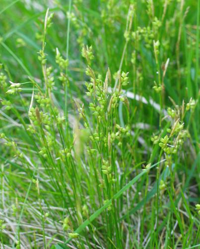 Carex alba.jpg © Commons