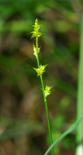 Carex echinata 01.jpg © Bartosz Cuber
