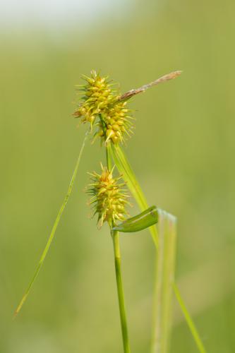 Carex flava - kollane tarn.jpg © Ivar Leidus