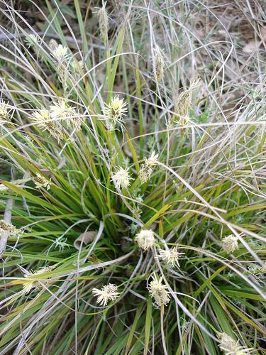 Carex halleriana.jpg © Commons