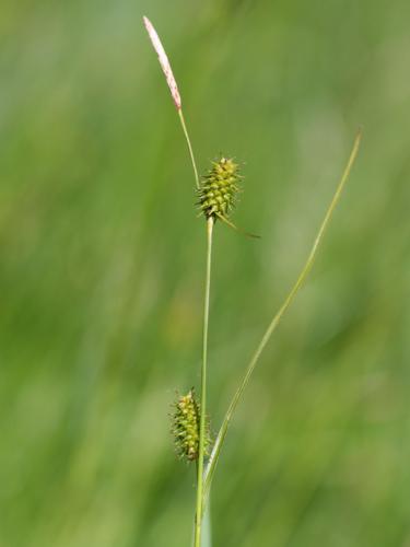 Carex lepidocarpa.jpeg © Kristian Peters -- Fabelfroh 07:36, 28 June 2007 (UTC)
