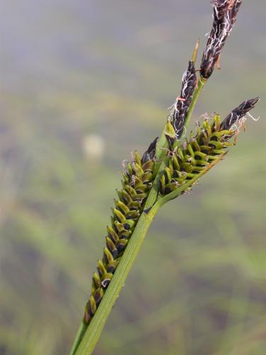 Carex nigra.JPG © No machine-readable author provided. Thommybe assumed (based on copyright claims).