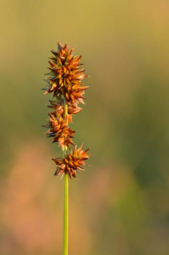 Carex muricata - siiltarn Keilas.jpg © Ivar Leidus