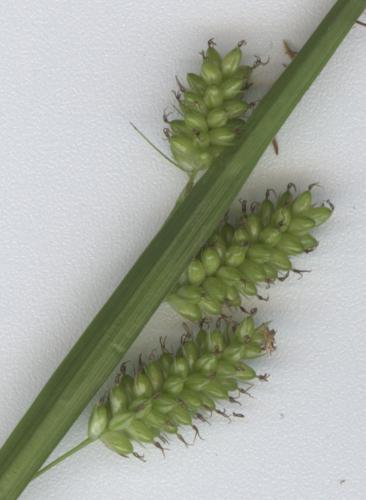 Carex pallescens Ährchen.jpg © Commons