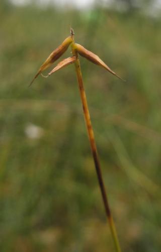 Carex pauciflora 1.jpg © Raz1el