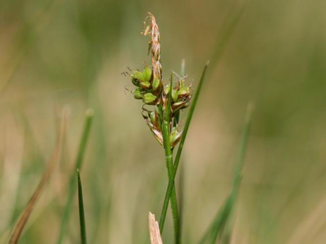 Carex pilulifera.jpeg © Kristian Peters -- Fabelfroh 11:03, 8 May 2007 (UTC)