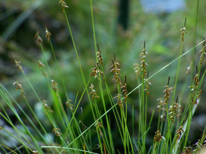 Carex pulicaris.JPG © T.Voekler