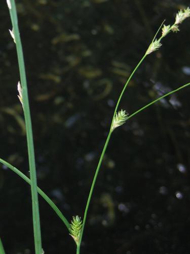 Carex remota.jpeg © Kristian Peters -- Fabelfroh 09:56, 23 July 2006 (UTC)
