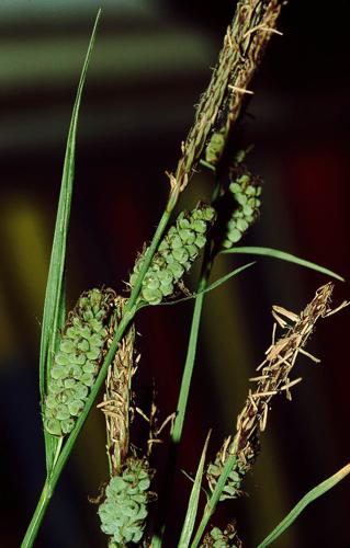 Carex tomentosa eF.jpg © Commons