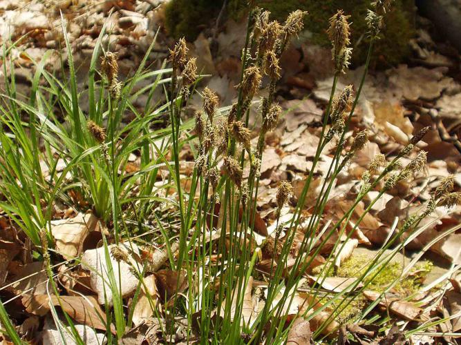 Carex umbrosa1.jpg © Commons