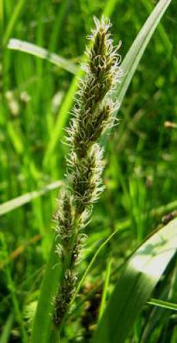 Carex vulpina1.jpg © No machine-readable author provided. Aroche assumed (based on copyright claims).