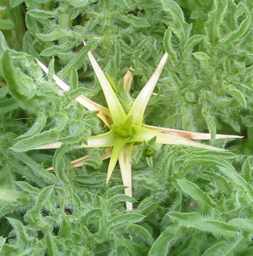 Centaurea calcitrapa bgiu.jpg © Commons