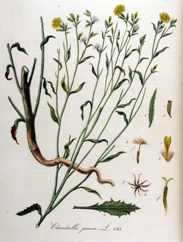 Chondrilla juncea — Flora Batava — Volume v10.jpg © Commons