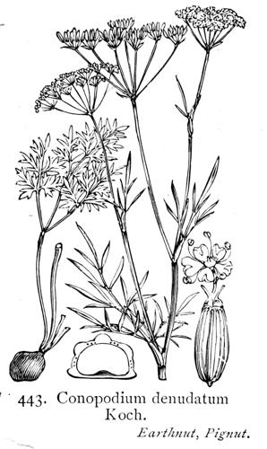Illustration Conopodium majus British Flora.jpg © Commons