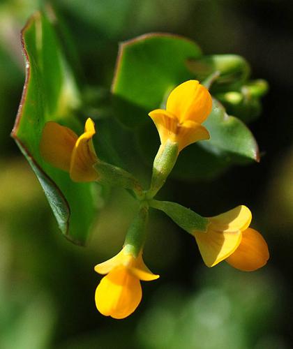 Fabaceae - Coronilla scorpioides 1-002.jpg © Fransje Willy