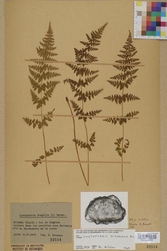 Neuchâtel Herbarium - Cystopteris dickieana - NEU000003206.tif © Neuchâtel Herbarium
