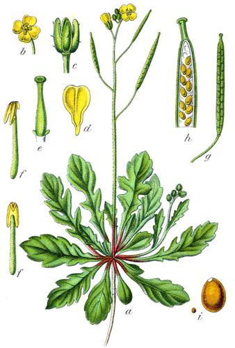 Diplotaxis muralis Sturm33.jpg © Johann Georg Sturm (Painter: Jacob Sturm)