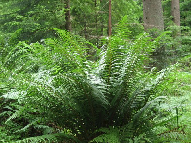 Dryopteris affinis0.jpg © No machine-readable author provided. MPF assumed (based on copyright claims).