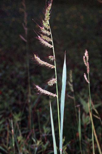 Echinochloa crus-galli01.jpg © Robert H. Mohlenbrock. USDA SCS. 1989. Midwest wetland flora: Field office illustrated guide to plant species. Midwest National Technical Center, Lincoln. Courtesy of USDA NRCS Wetland Science Institute.