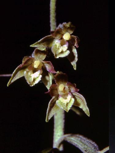 Epipactis microphylla Saarland 02.jpg © Orchi