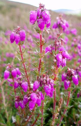 Bell Heather - geograph.org.uk - 493968.jpg © Gwen and James Anderson