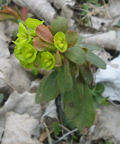Euphorbia amygdaloides 2 bgiu.jpg © No machine-readable author provided. Bogdan assumed (based on copyright claims).
