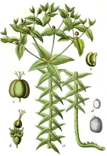 Euphorbia lathyris Sturm33.jpg © Johann Georg Sturm (Painter: Jacob Sturm)