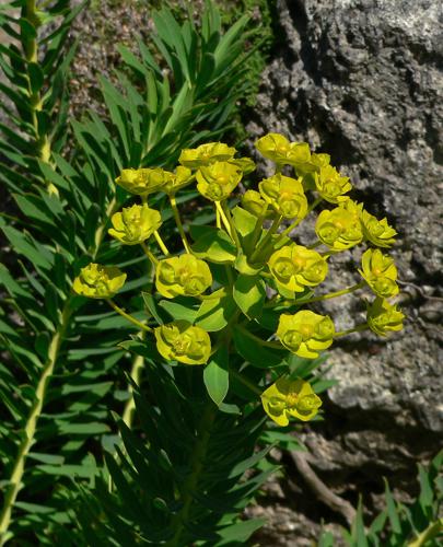 Euphorbia nicaeensis 2.jpg © Stan Shebs