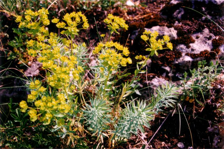 Euphorbia seguieriana 1.jpg © jean-claude LINCKER