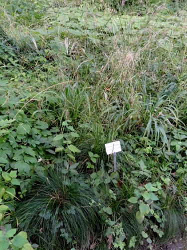 Festuca heterophylla - Botanical Garden, University of Frankfurt - DSC02592.JPG © Daderot