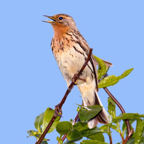 Red-throated Pipit.jpg © Andreas Trepte