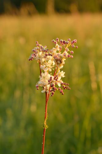 Filipendula vulgaris - angerpist.jpg © Ivar Leidus